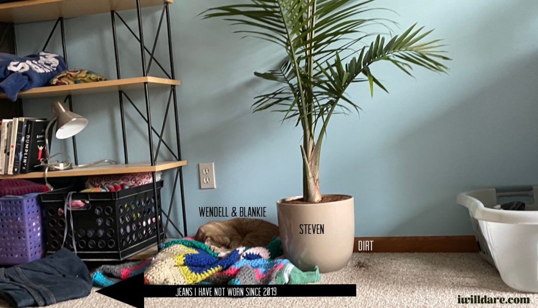 lazy orange cat laying next to a majesty palm in a messy bedroom
